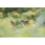 Sony Alpha 7R V Appareil photo hybride 8K, CMOS Exmor R 24x36, 61Mp